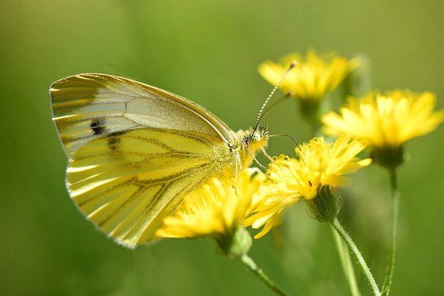 motýl na květu